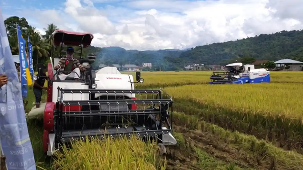 Memasuki Panen Raya di Abdya, Harga Gabah Mulai Bergerak Turun