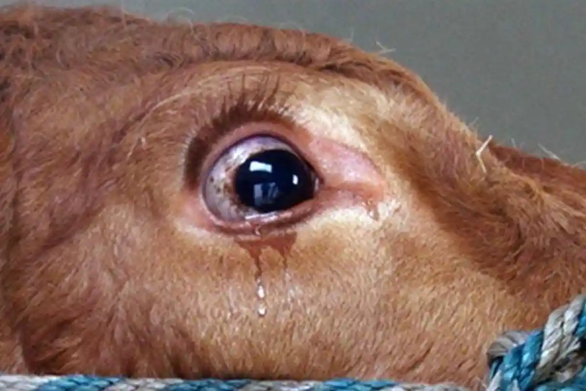 Benarkah Sapi Bisa Menangis dan Sedih Sebelum Disembelih? Dosen Kedokteran Hewan Beri Penjelasannya