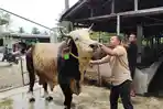 SAPI-KURBAN-Sapi-kurban-Presiden-Indonesia.jpg