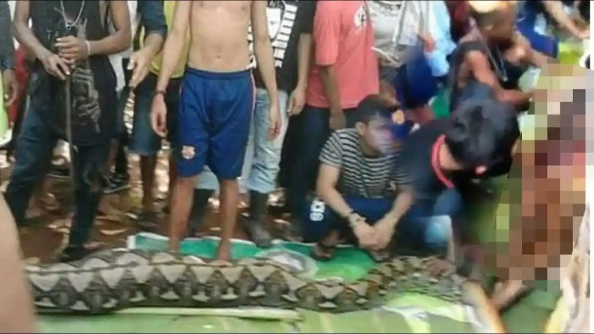 Manusia Sebenarnya Bukan Mangsa Ular, Inilah Dugaan Kuat Penyebab Wa Ditelan Piton