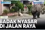 VIDEO VIRAL Seekor Badak Nyasar di Jalan Raya, Bikin Panik dan Jadi Tontonan Warga