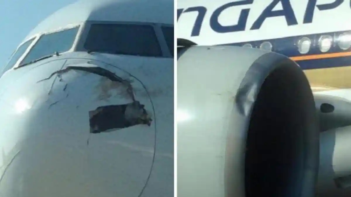 Pesawat Singapore Airlines Kembali ke Landasan Gara-gara Tabrak Burung
