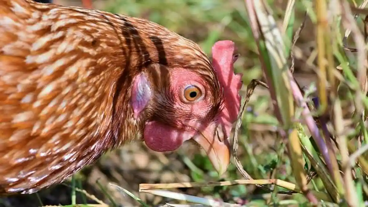 Arti Mimpi Dipatuk Ayam, Bisa Jadi Ada Sosok Iri atau Tanda Berhati-hati, Ini 5 Tafsir Mimpinya