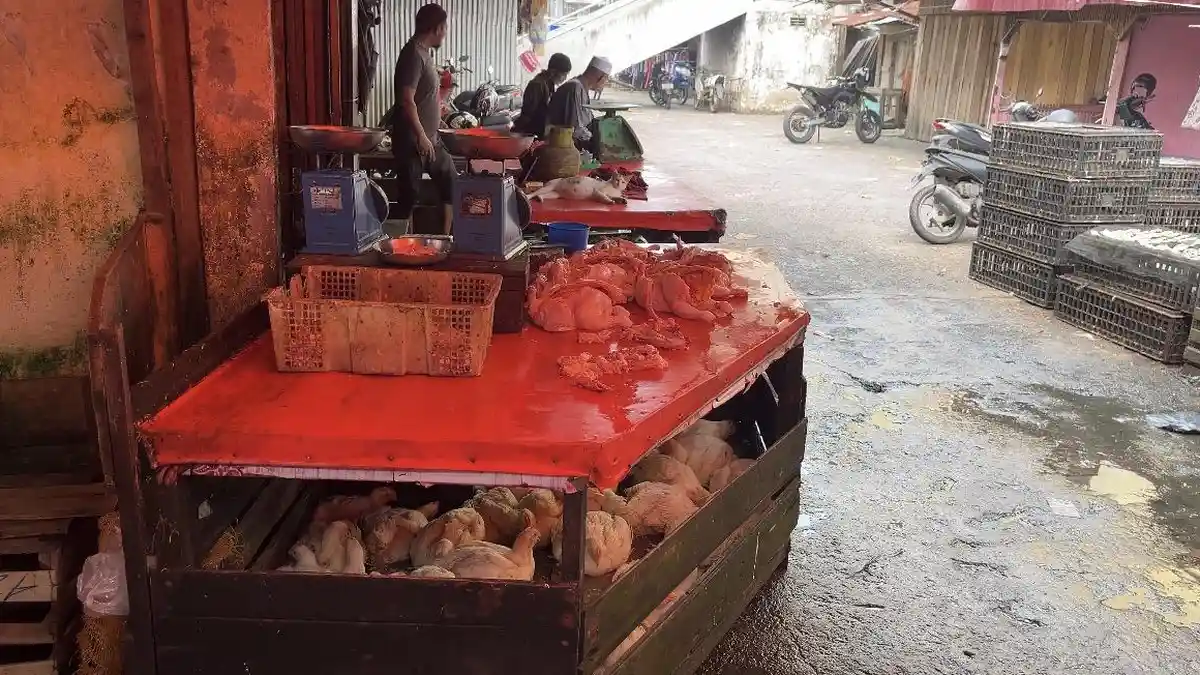 Harga Ayam Potong di Kuala Tungkal Tanjab Barat Turun Sekitar Rp8 Ribu ...