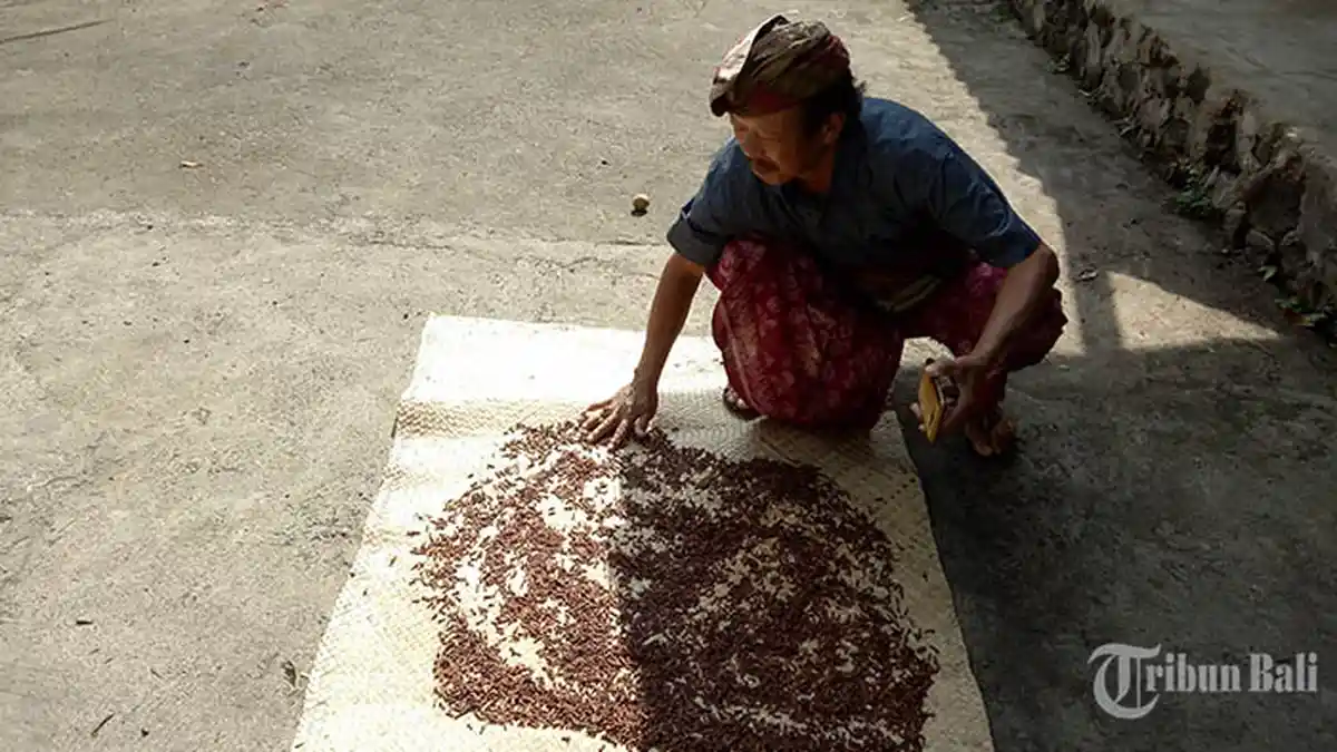 Menengok Petani Cengkeh di Jumenang Karangasem, Setiap Panen Harganya Turun