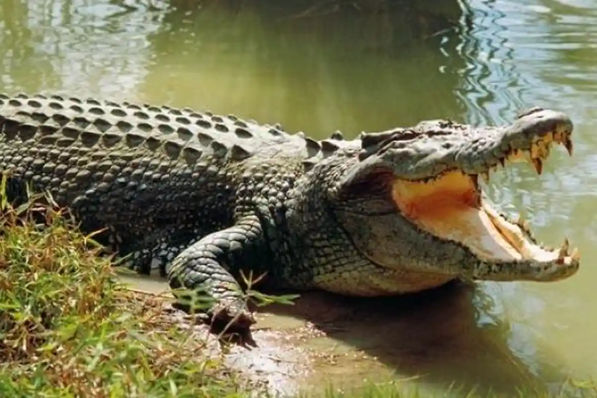 Buaya Muara Bermunculan di Pesisir Selatan Lumajang, Warga Diminta Waspada