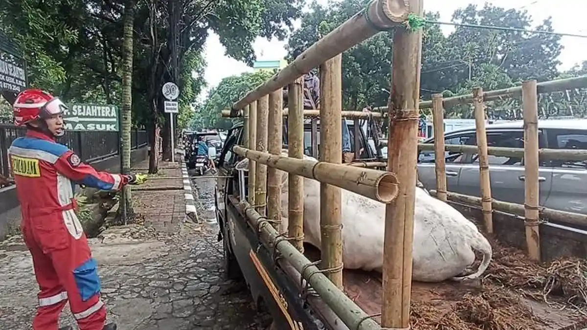Sapi Kurban Lepas saat Mau Diserahkan ke Masjid di Cipayung Jaktim ...