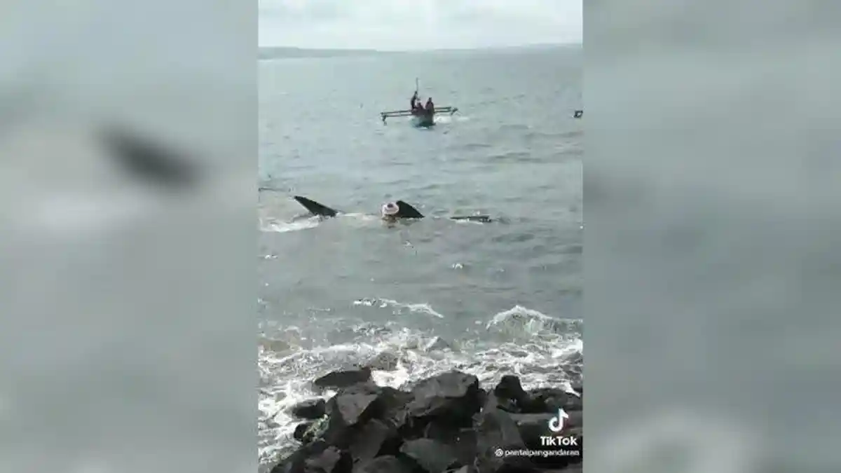 Geger, Penampakan Hiu Tutul di Bibir Pantai Pangandaran, Ternyata Sudah Terjadi Dua Hari Ini