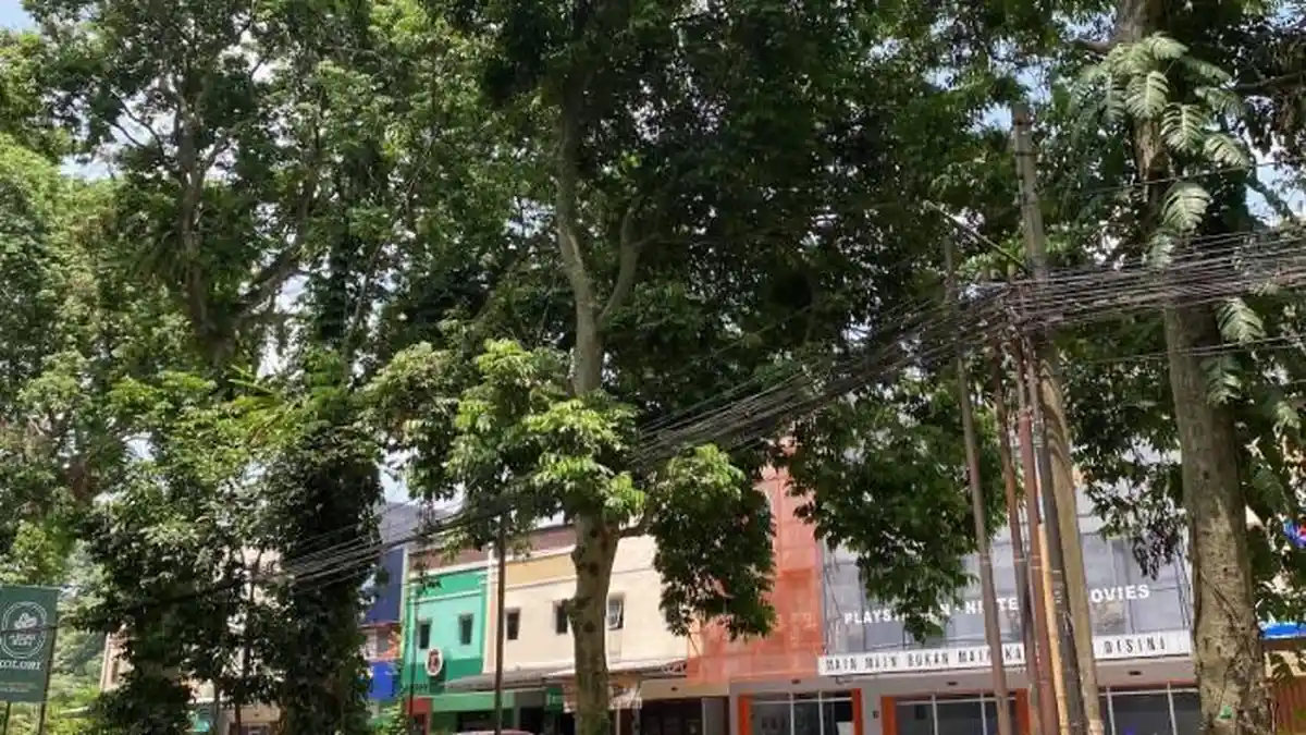 Banyak Kabel Udara Semrawut di Jalan Semeru Bogor, Ada yang Ditumbuhi Tanaman Liar