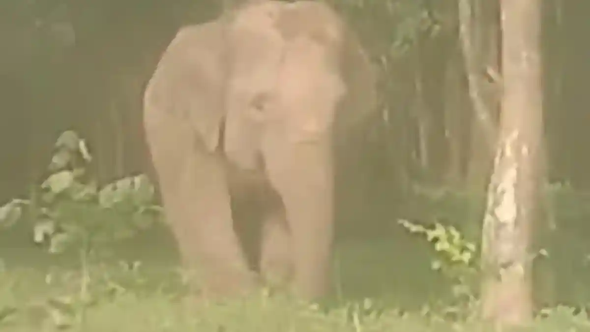Kawanan Gajah Liar Kembali Masuk Perkebunan Warga Lampung Timur, Lampung