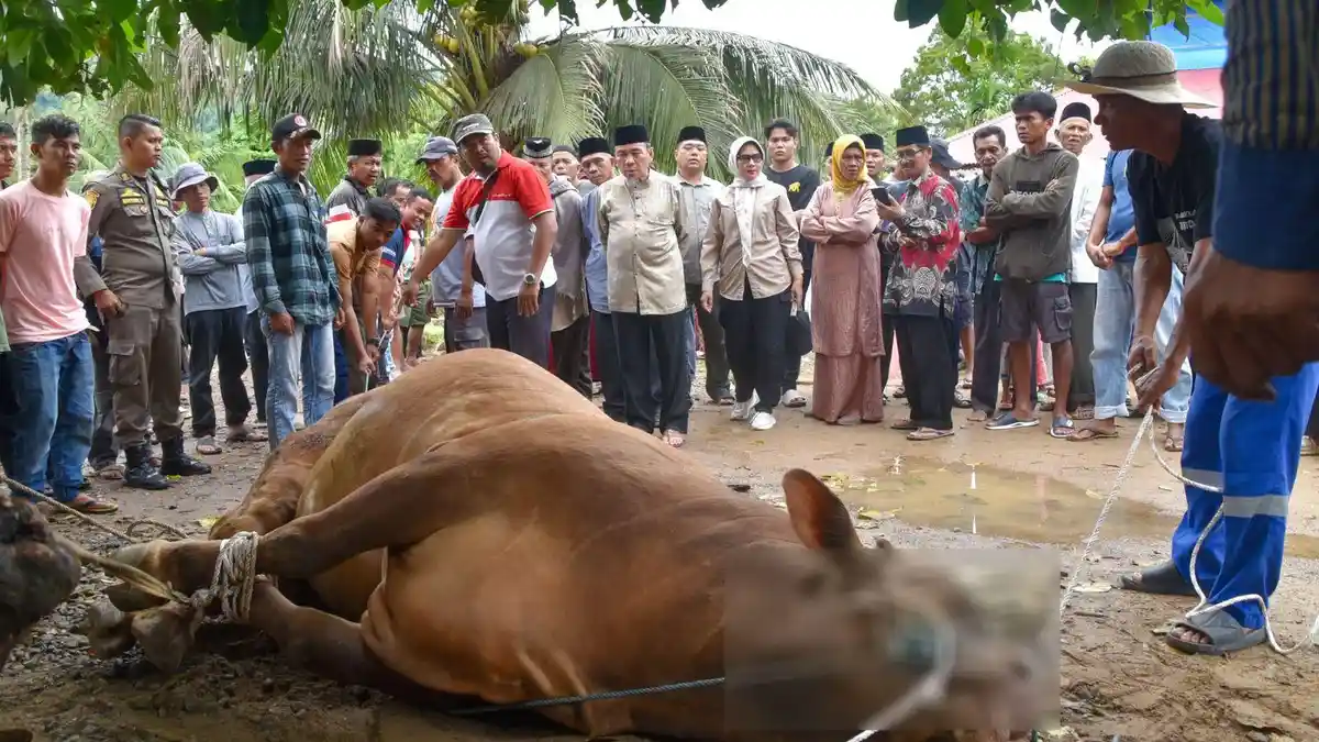 Sapi Kurban Presiden Prabowo Disembelih di Bungus Timur Padang, Daging Dibagikan ke 500 KK