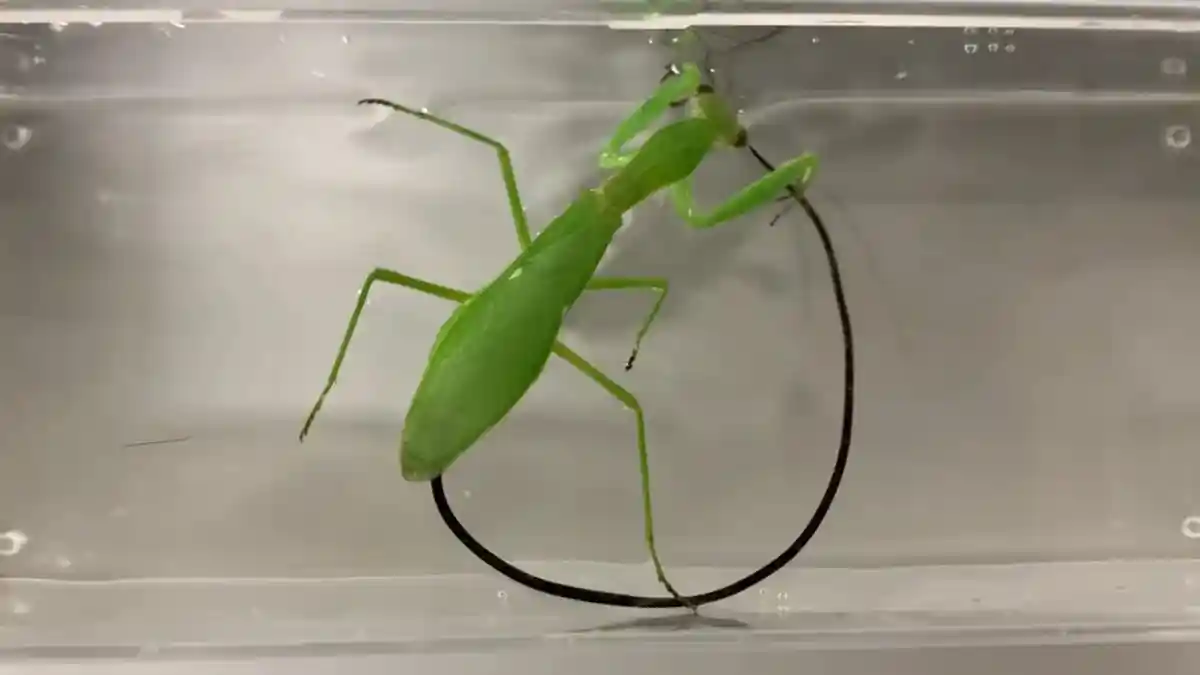 Cacing Bulu Kuda, Parasit yang Mengubah Belalang Sembah Jadi Zombie