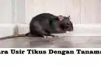 5-Cara-Mengusir-Tikus-Praktis-Dengan-Menggunakan-Tanaman.jpg