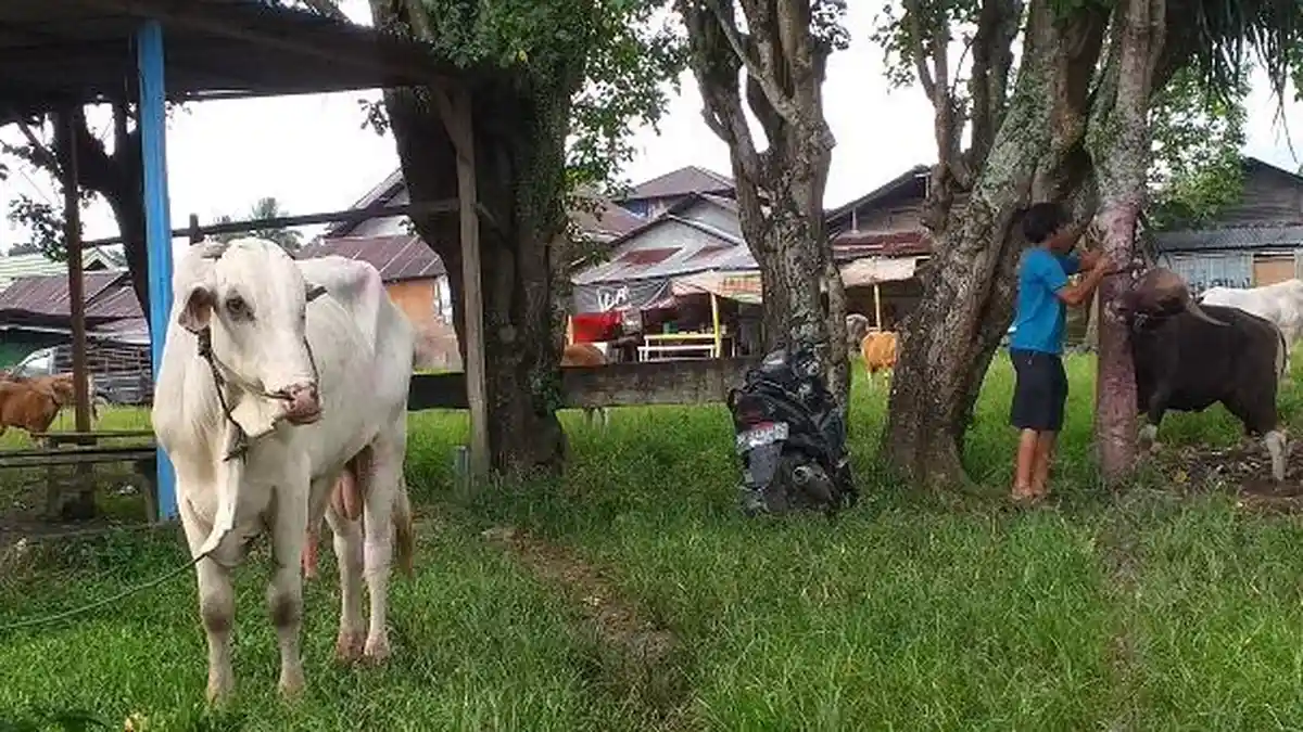 Jelang Idul Adha 2025, Berikut Harga Jual Sapi di Kotamobagu Sulut, Ada yang Capai Rp 50 Juta