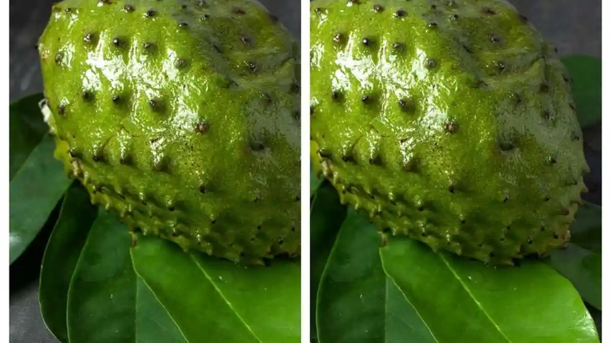 Daun Sirsak Bisa Jadi Obat Alami Anti Kanker dan Asam Urat, Begini Cara Mengolahnya