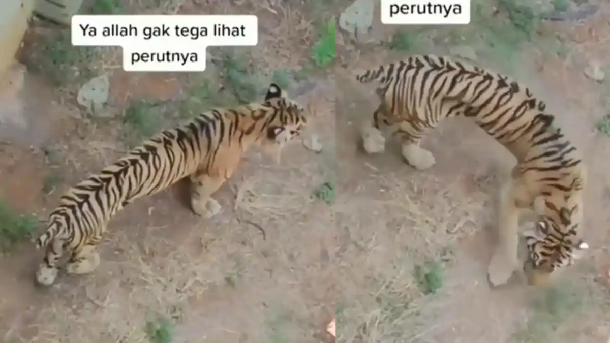 Pengakuan Pihak Kebun Binatang Soal Harimau Sumatera yang Tampak Kurus: 'Benar & Sempat Viral Juga'