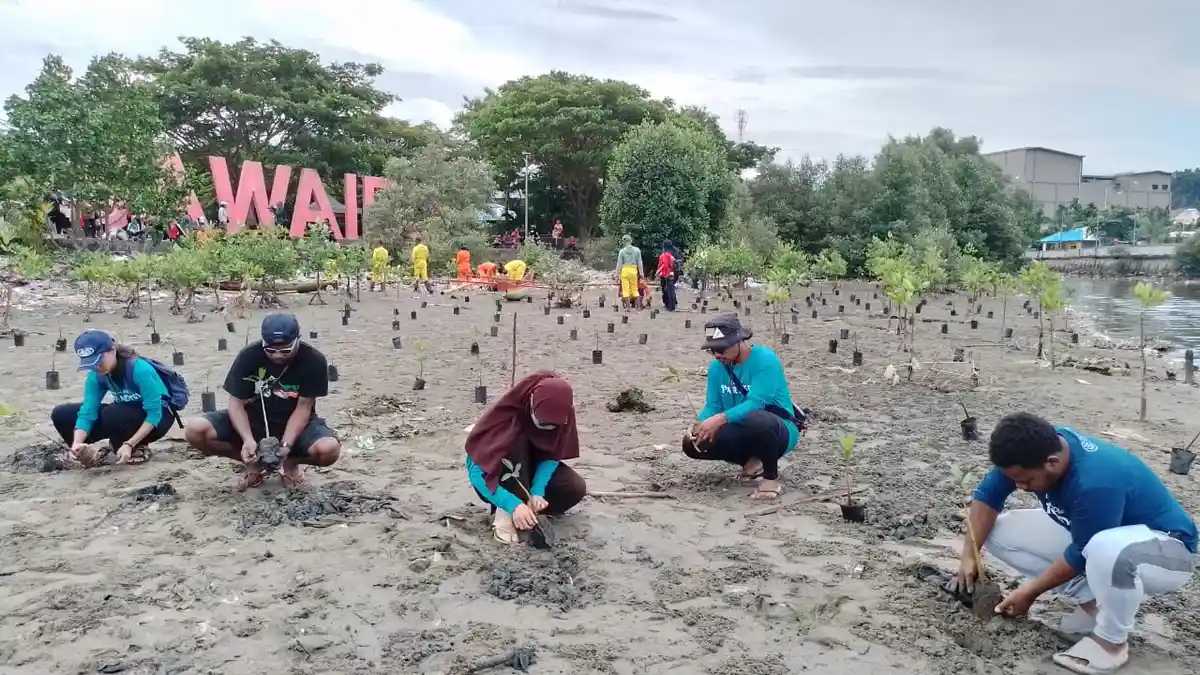 Sejak 2019, Forum Kompak Tanam 6000 Pohon Mangrove di Pesisir Manokwari