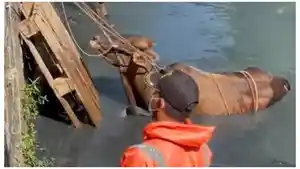 Seekor-sapi-besar-tercebur-Kali-Sipon-saat-hendak-disembelih-Minggu-1072022.jpg
