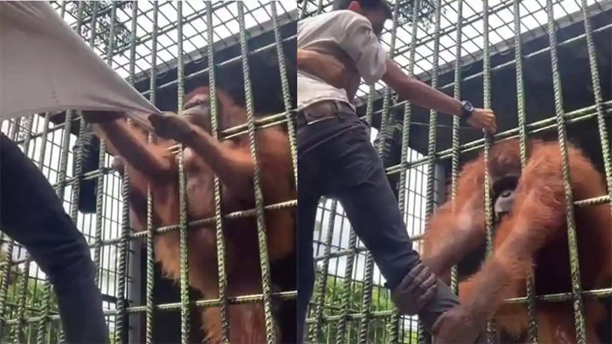 VIRAL Pengunjung Ditarik-tarik Orang Utan, Ternyata Lompat Pagar Demi Konten Kini Minta Maaf