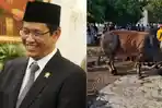 Kolase-potret-Menkeu-Purbaya-dan-sapi-kurban-Presiden-Prabowo.jpg