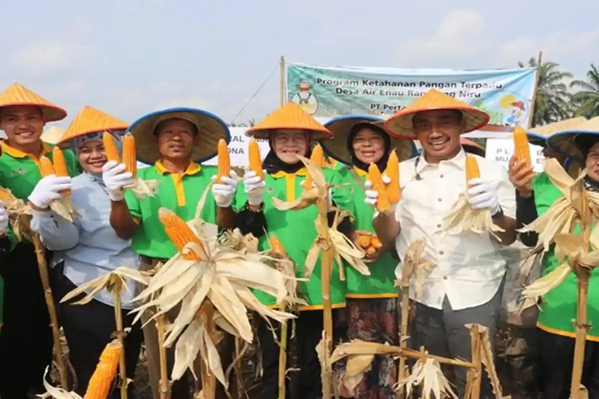 Masyarakat Air Enau Sambut Suka Cita Panen Raya Perdana Jagung Program CSR PT Pertamina