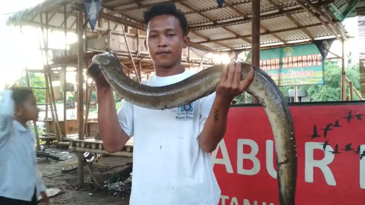 Semula Dikira Ular Ternyata Belut Kuning Langka, Dijual Rp 45 Juta