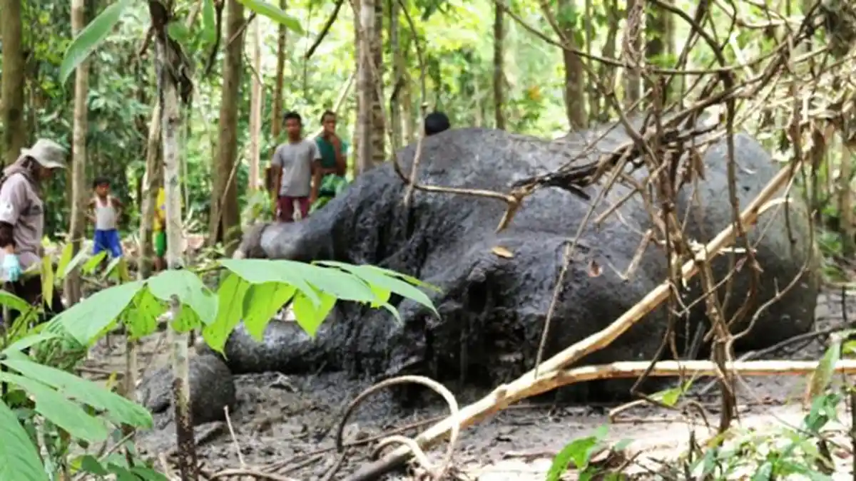 Diduga Korban Perburuan Gading, Seekor Gajah Ditemukan Membusuk