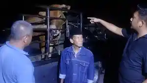 pencurian-sapi-di-Bangkalan-Madura-Jatim.jpg