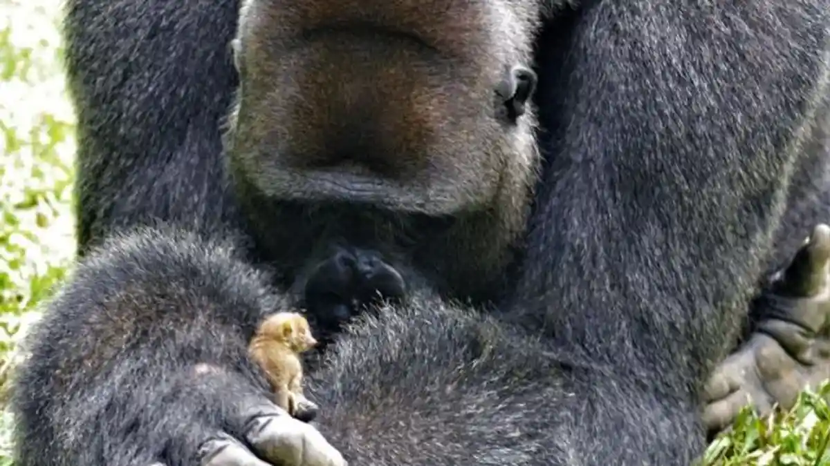 Empat Gorila Langka di Uganda Mati Tersambar Petir