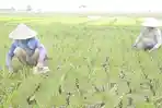 Sawah-di-Sukawangi-Kabupaten-Bekasi-alami-kekeringan.jpg