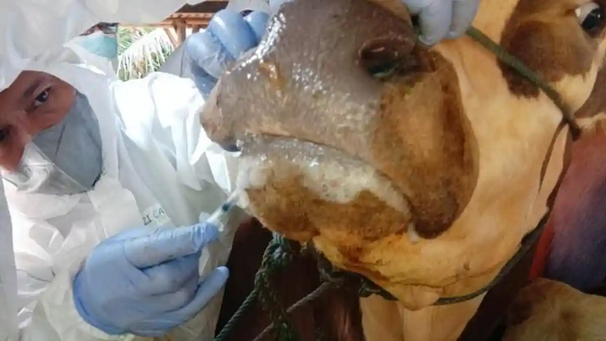 Proses Penyembuhan dari Penyakit Mulut dan Kuku Lama, Satu Sapi di Cilacap Terpaksa Dipotong