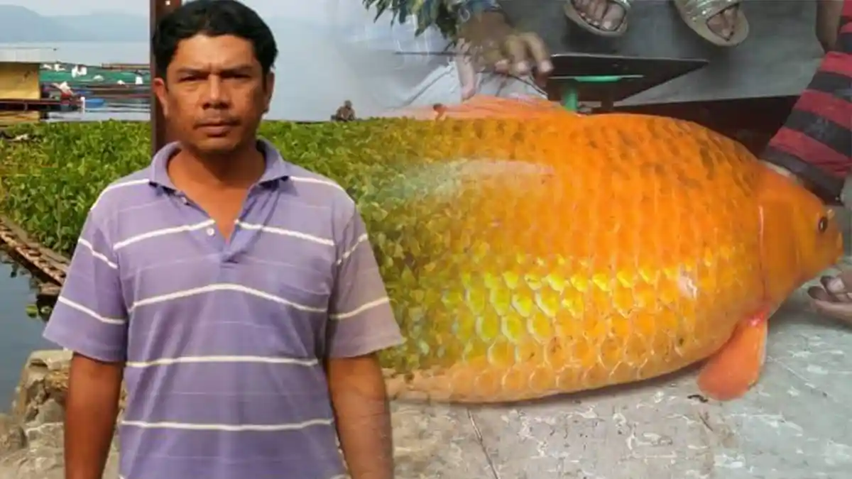 Heboh Ikan Mas 'Raksasa' di Danau Toba, Warga Setempat Anggap Rezeki Bukan Mistis
