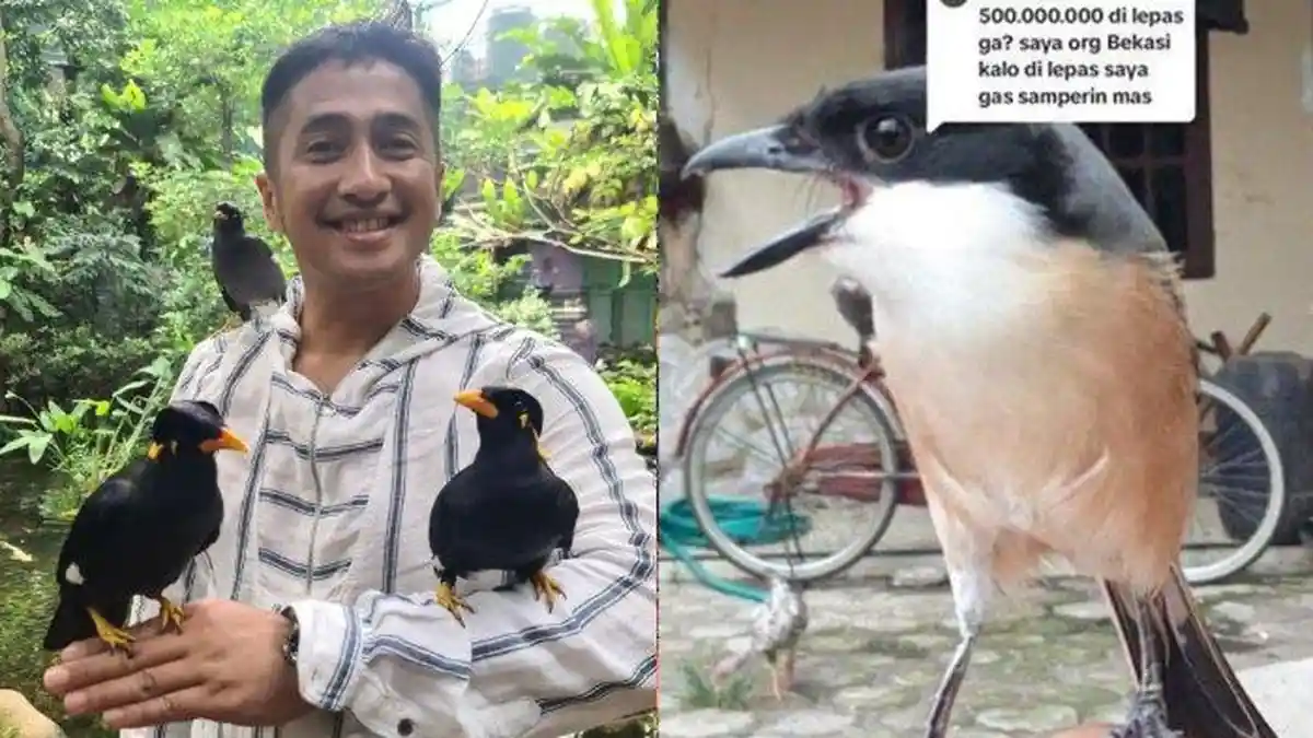 Sosok Artis Berpeluang Miliki Burung Cendet Viral Ditawar Rp 1,2 M, Punya Aviary Besar Dirumahnya