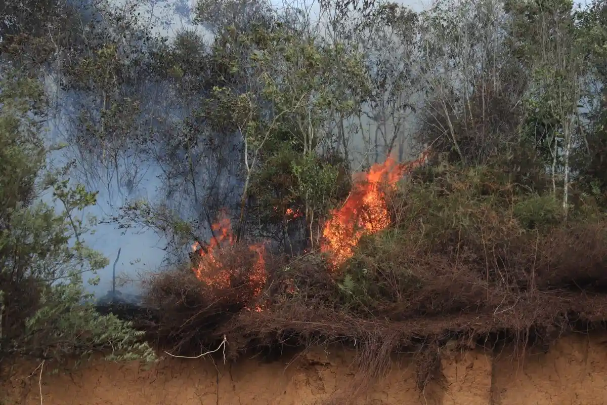 Perubahan Fungsi Hutan dan Pemanasan Global Jadi Faktor Meningkatnya Karhutla di Sumbar