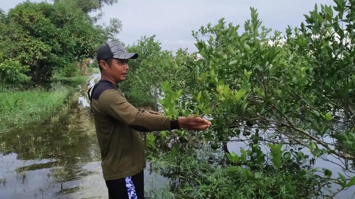 Terdampak Banjir, 4.662 hektar Jeruk Kalsel Rusak,  Ini Langkah Pemerintah