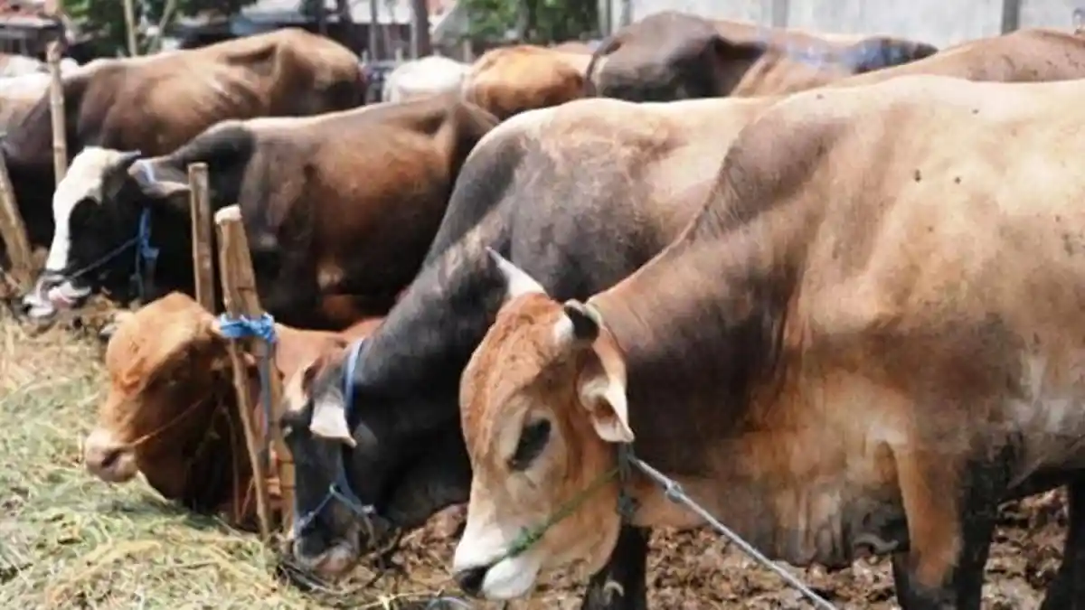 Polresta Solo Terima Laporan Dugaan Tindak Pidana Penipuan dan Penggelapan Sapi Kurban