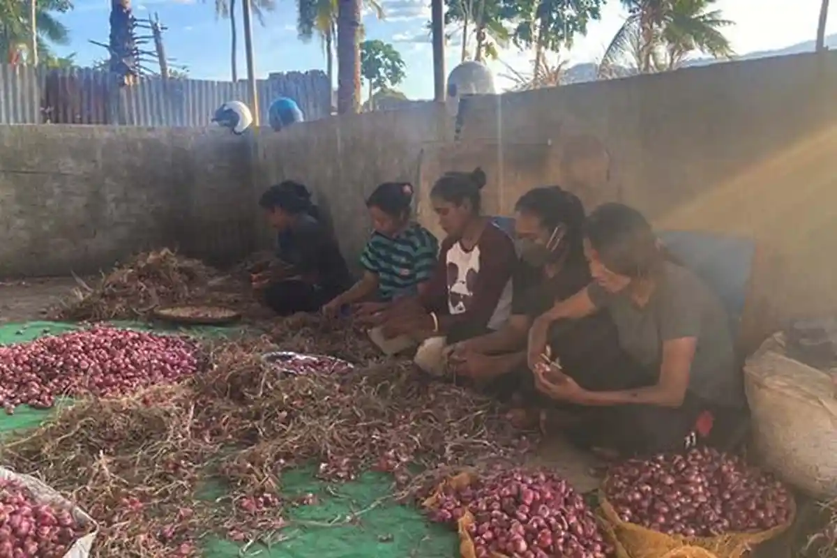 Puluhan Mahasiswa Fakultas Pertanian Magang di Kebun Kampus Unipa Indonesia Maumere