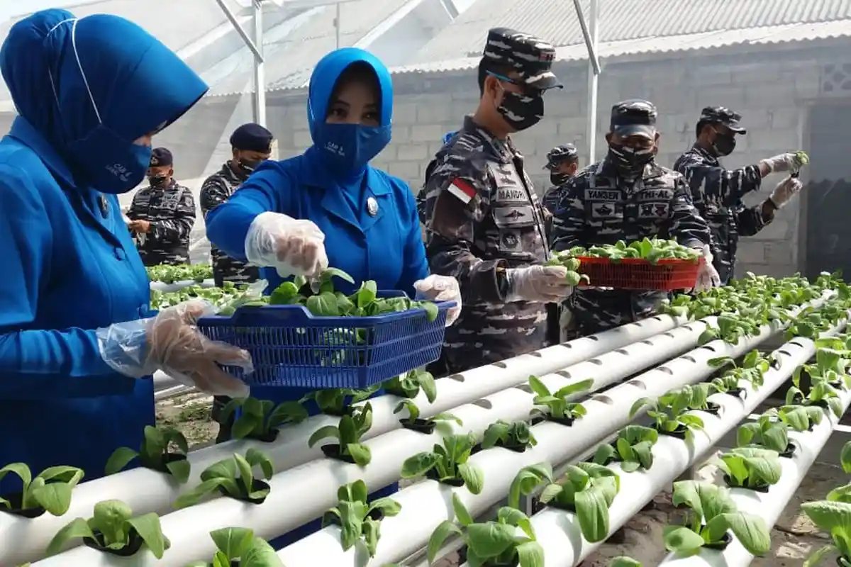 Ubah Lahan Kosong, Lanal TBK Terapkan Hidroponik, Antisipasi Kebutuhan Pangan Saat Pandemi Corona