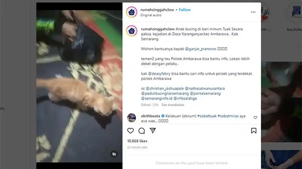 Viral Video Kucing di Kabupaten Semarang Diberi Minum Tuak, Pelaku Akhirnya Dipanggil Polisi