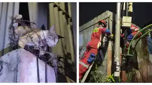 perkara-kucing-bertengkar-di-Matraman-membuat-petugas-pemadam-kebakaran.jpg