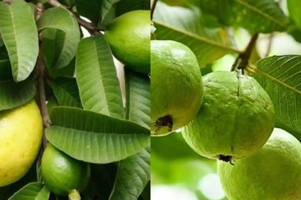 Manfaat Daun Jambu Biji, Bisa Obati 15 Penyakit Berbahaya, Termasuk Cegah Kolesterol Jahat