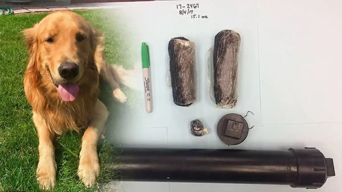 Wow! Anjing Rumahan Ini Berhasil Temukan Heroin Seharga Rp 1,1 Miliar di Halaman Rumah Pemiliknya