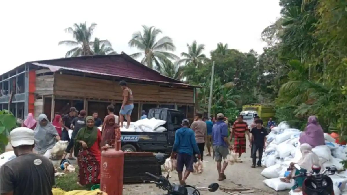 Update Kerugian Kandang Peternakan Ayam Potong di Kolaka Hangus Terbakar Ditaksir Rp1,5 Miliar