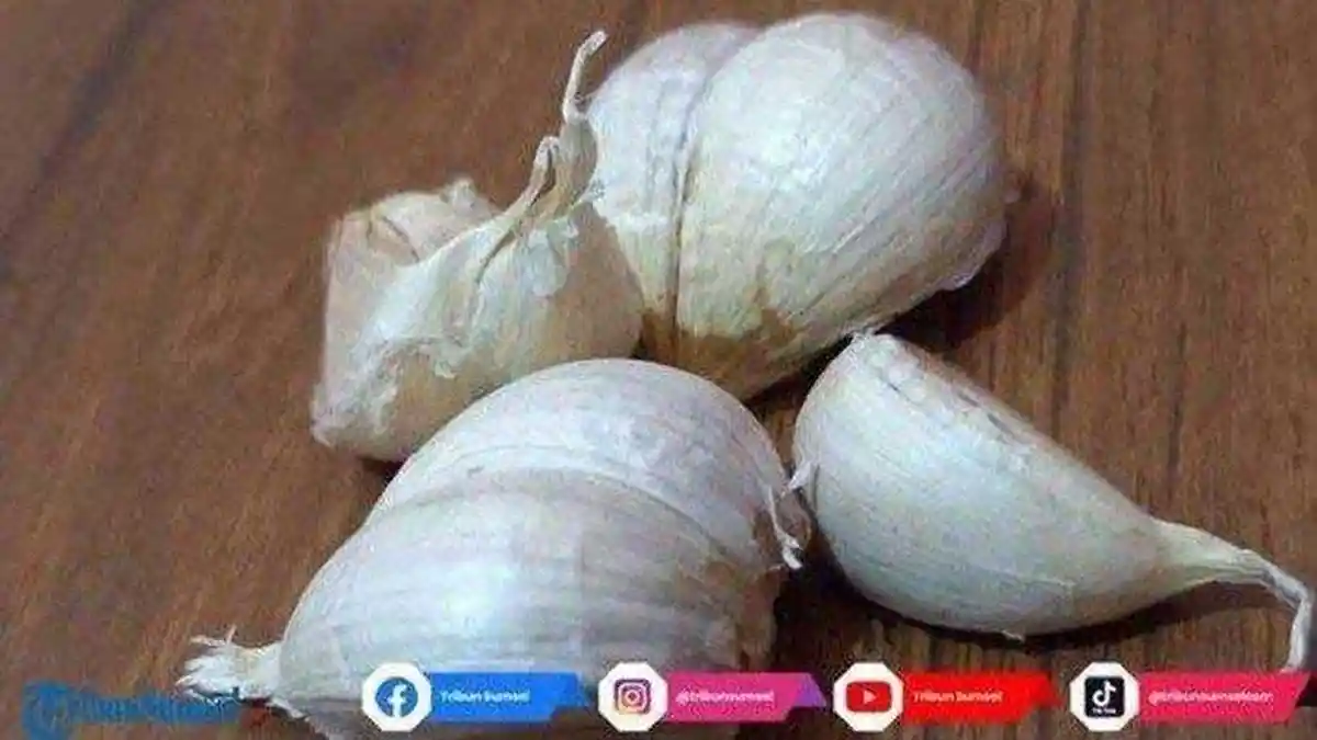 Cara Mengobati Sariawan dengan Bawang Putih, Campur dengan Bahan Ini Agar Mudah Dikonsumsi dan Enak