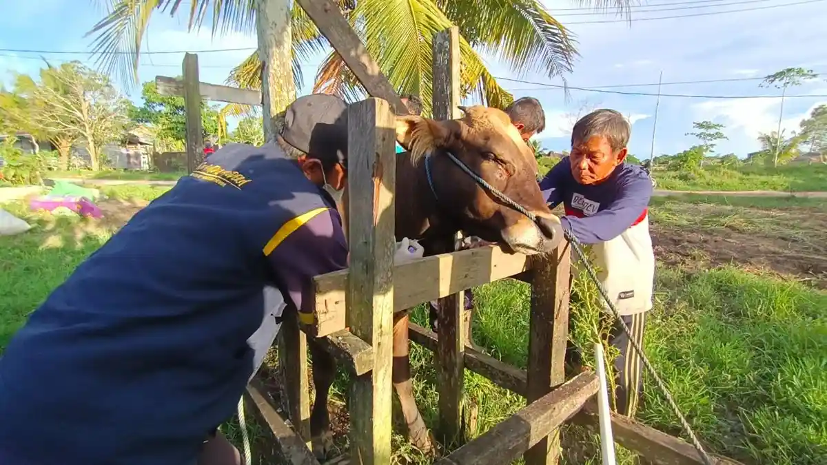 Walikota Tarakan Khairul Tegaskan Larangan Bawa Sapi dari Wilayah Tertular PMK:Gorontalo Utara Bebas