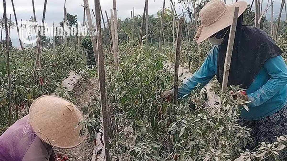 Petani di Desa Jrakah Boyolali Tak Panik Saat Merapi Erupsi, Tetap Aktivitas Panen Cabe dan Tomat