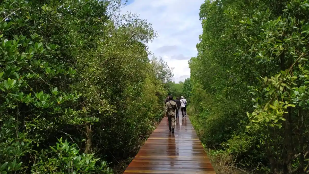 Desa Perancak Jembrana Miliki Ekowisata Hutan Mangrove