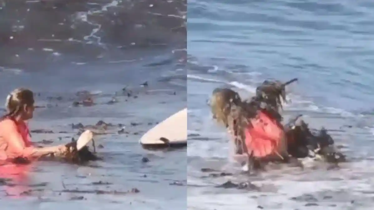 Viral Bule Digulung Sampah saat Berselancar di Bali, Kebersihan Pantai Jadi Sorotan