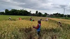 Penyerapan-Pupuk-Bersubsidi-di-Klaten-Lampaui-Target-Capai-37292-Ton.jpg