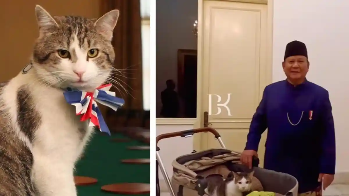 Saat Kucing Prabowo dan Kucing PM Inggris Masuk Istana: Punya Jabatan Khusus